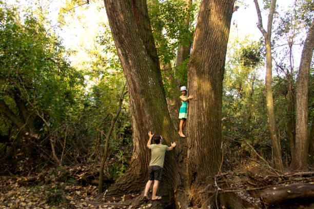 istock climbing trees and family 1313187019