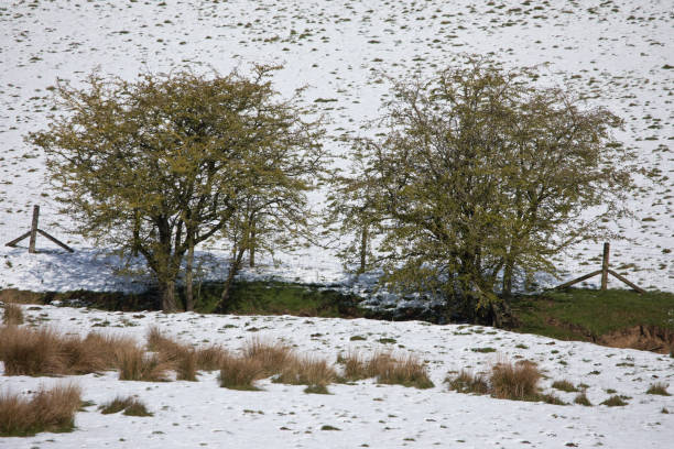 Beautiful snow-scape in rural Shropshire, with bare trees laden with snow and ice making a lovely black and white image.