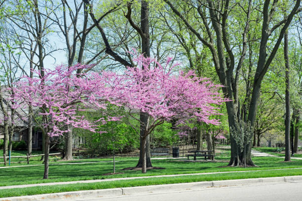 istock Flowering Red Bud Trees in Urban Park 1313188626