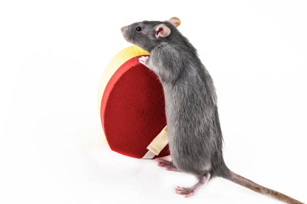 istock gray rat stands on its hind legs with a heart-shaped giftbox on an isolate background 1313188785