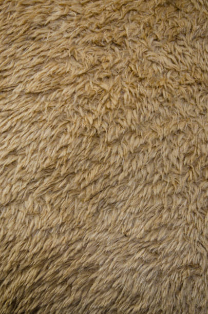 istock Shaggy fur rug texture. Abstract beige background. 1313190277