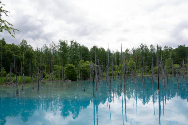 istock Blue pond in early summer in Biei 1313190372