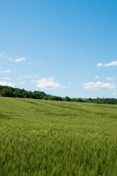 istock Summer green wheat fields against the blue sky 1313191008