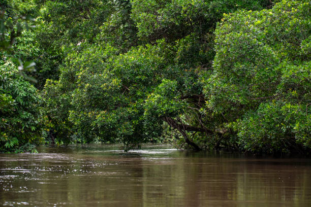 istock Jungle River in the African rainforest, Congo 1313191073