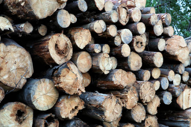 istock wall of sawn old birch logs background sawmill 1313191262