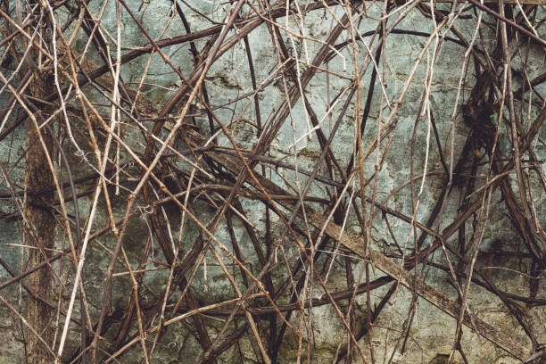 istock Background texture. Dry vine on aged gray concrete wall. Copy space 1313191903