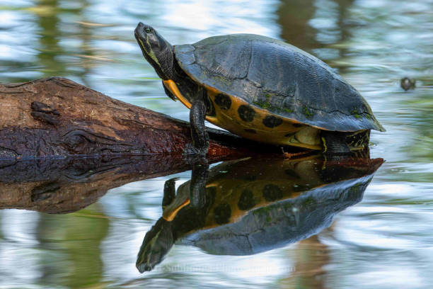 istock Yellow Bellied Slider Basking in the Sun 1313192002