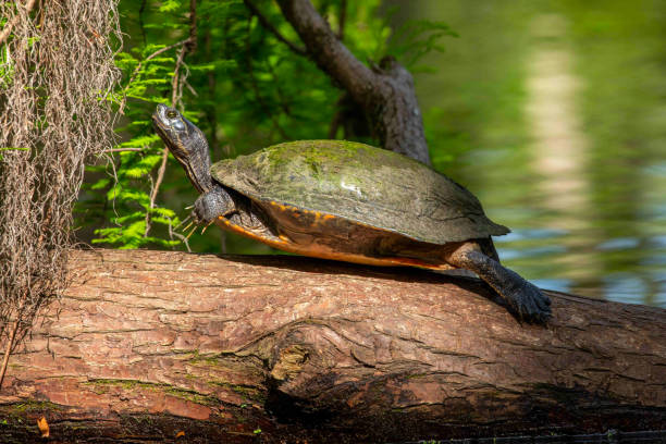 istock Yellow Bellied Slider Basking in the Sun 1313192006