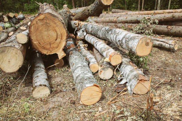 istock trunks of birch lie on the ground procurement of material for construction 1313192103