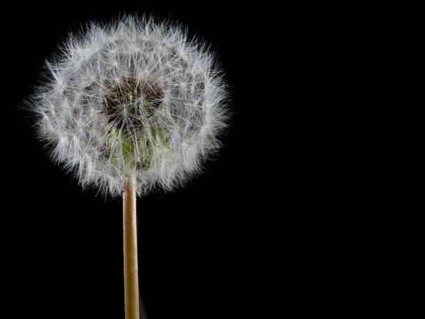 istock Dandelion puff or parachute ball on black background 1313192892