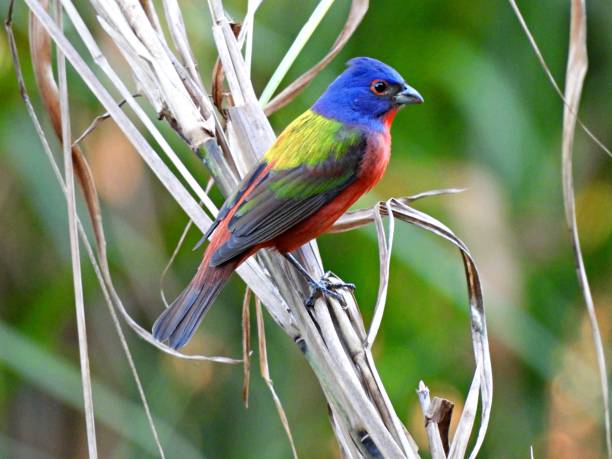 istock Painted Bunting (Passerina ciris) male perched on a branch 1313193661
