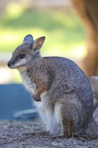 Portrait of a Young wallaby which is a kangaroo species in Sydney NSW Australia