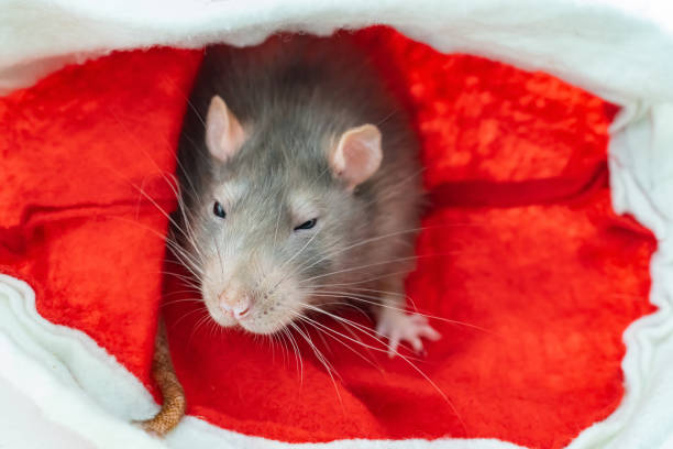 istock gray domestic rat sits on a red background close-up 1313194567