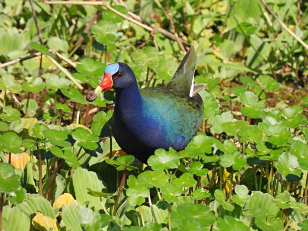 istock Purple Gallinule (Porphyrio martinica) foraging in the wetlands 1313195465