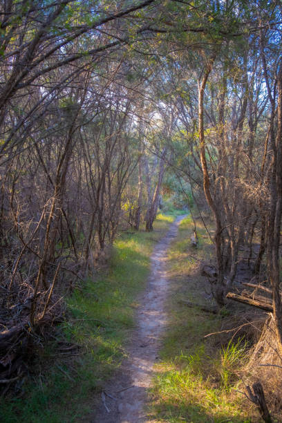 istock Secluded walkway through native bush in Australia 1313198716