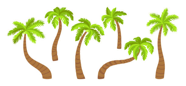 illustrations, cliparts, dessins animés et icônes de vecteur tropical plat d’ensemble de dessin animé de cocotier - abstract leaf curve posing