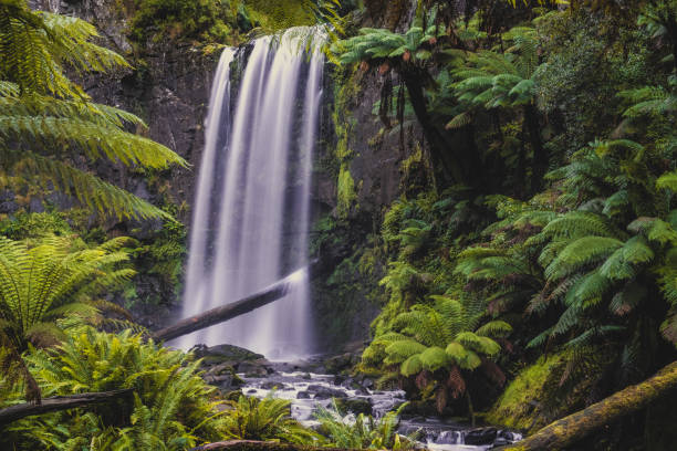 beautiful hopetoun falls in the otways, victoria, australia - otway national park imagens e fotografias de stock