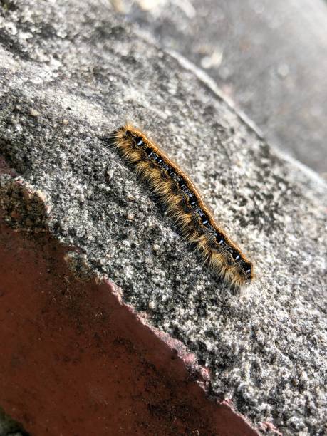 istock Striped fuzzy caterpillar 1313199850