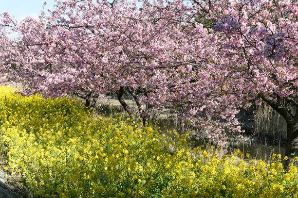 Kawazu cherry blossoms and rape blossoms, Ichikawa City, Chiba Prefecture, Japan stock photo