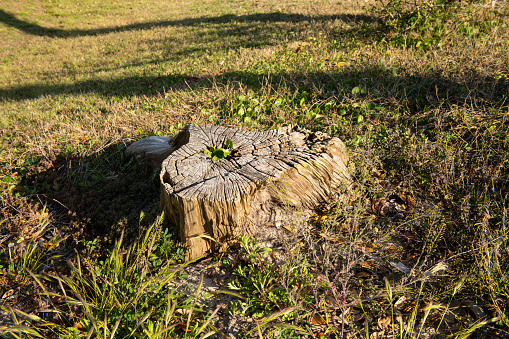 hollow tree stump in a forest