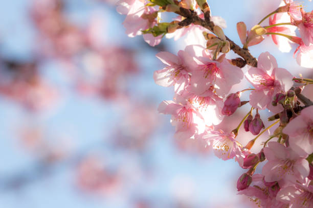 Kawazu cherry blossoms in early spring, Ichikawa City, Chiba Prefecture, Japan stock photo