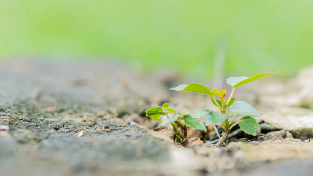 istock Tree leaves on dry stump beautifully blurred background 1313205453
