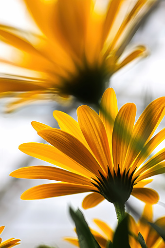 Vertical of yellow translucent African Daisies blooming.