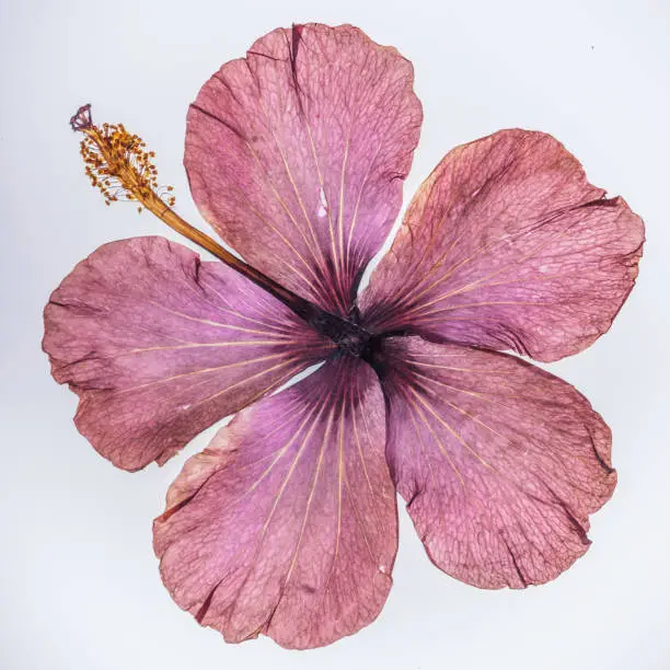 Beautiful real pressed violet hibiscus flower on white background