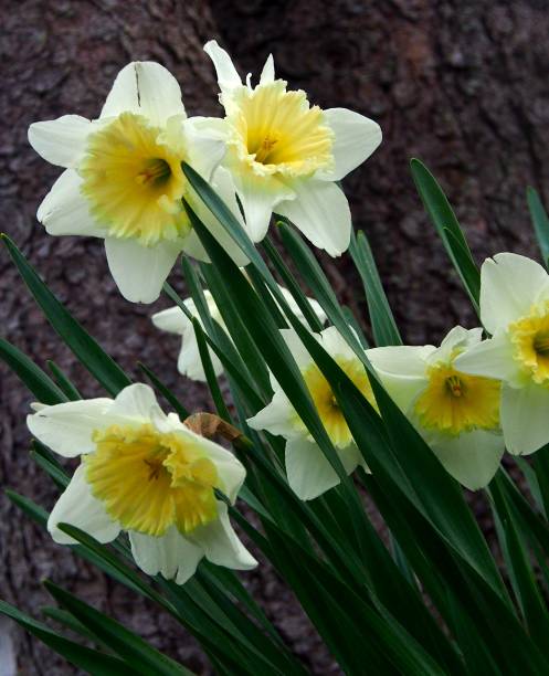 white and yellow daffodils at an angle, with dark tree behind - perennial selective focus vertical tilt imagens e fotografias de stock