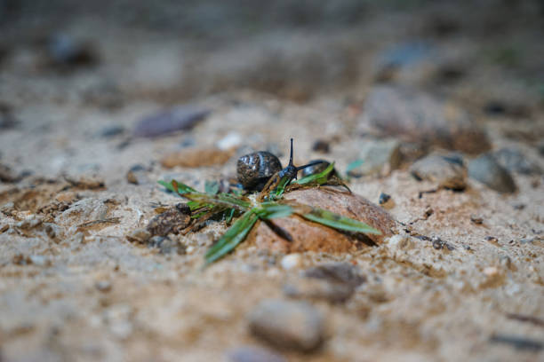 Snail crawling on the ground at night
