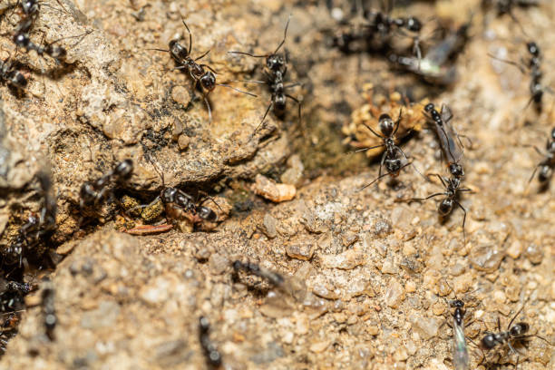 istock Small black ants on alert, protecting their nest 1313210513