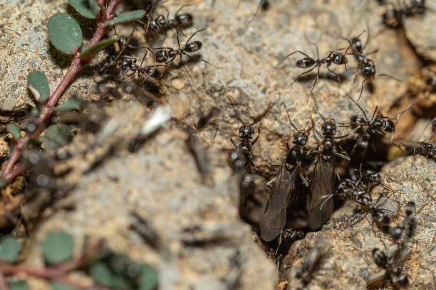 istock Small black ants on alert, protecting their nest 1313210529