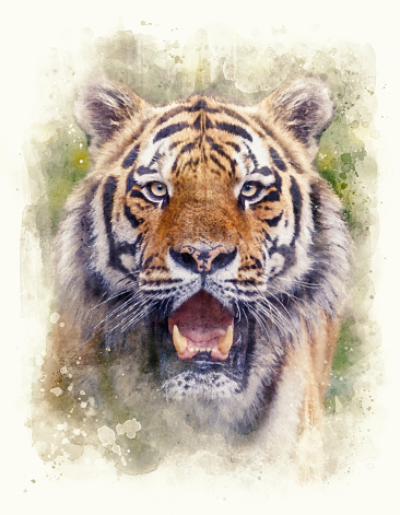 Siberian tiger standing looking at camera in jungle watercolor painting