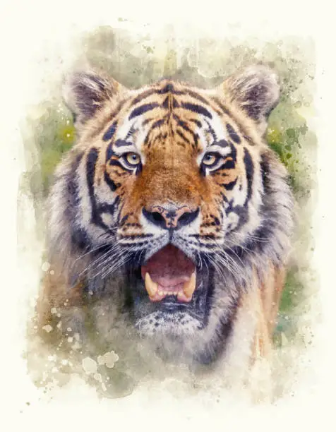 Photo of Siberian tiger standing looking at camera in jungle watercolor painting