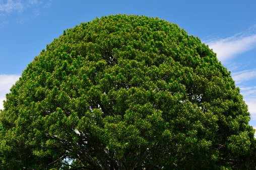 Close-up of round shaped tree against blue sky with copy space.