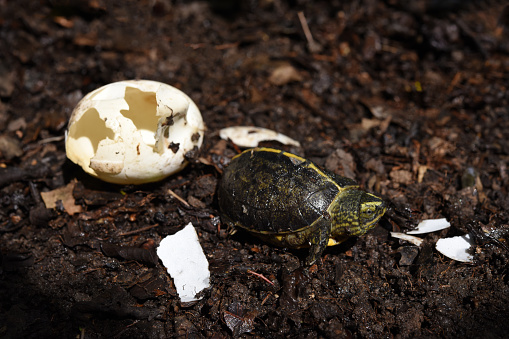 baby yellow headed temple turtle hatching from egg . birth of new life