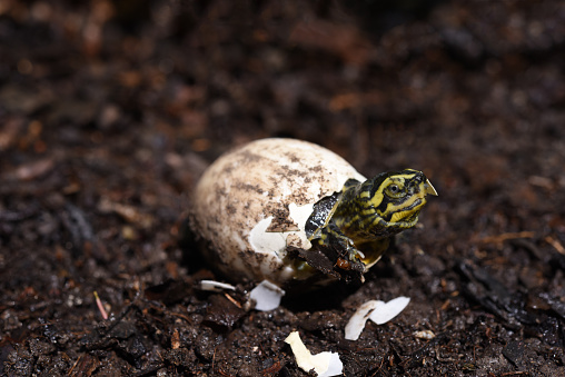 tiny newborn yellow headed temple turtle hatching from egg . birth of new life