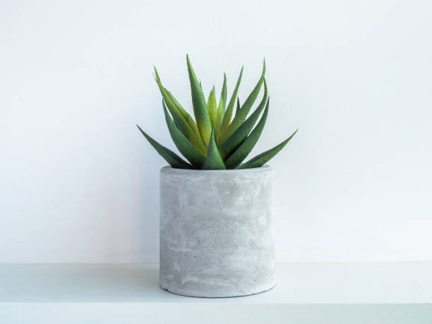 istock DIY concrete plant pot on white wall background 1313212137