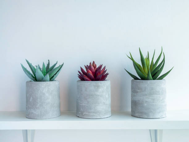 istock DIY concrete plant pot on white wall background 1313212182