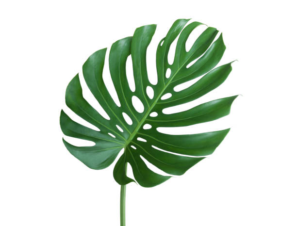 hoja de monstera - cheese plant philodendron rainforest leaf vein fotografías e imágenes de stock