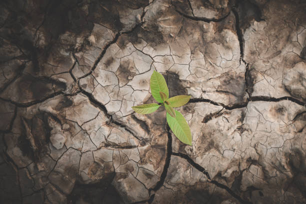 istock A small tree grows on the parched and dry ground, The spring, World Environment Day 1313215979