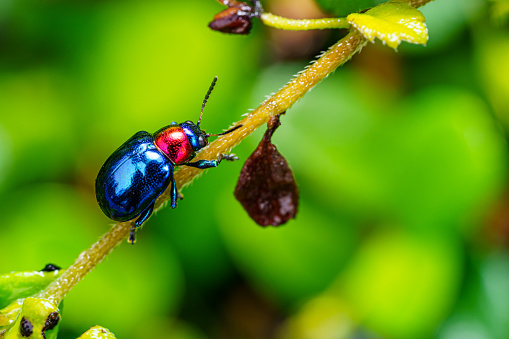 The beautiful blue milkweed beetle it has blue wings and a red head perched on a leaves after rain in the tropical forest. Close up and Macro photography.