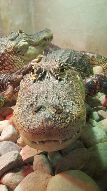 istock Alligator Coming Towards You 1313217739