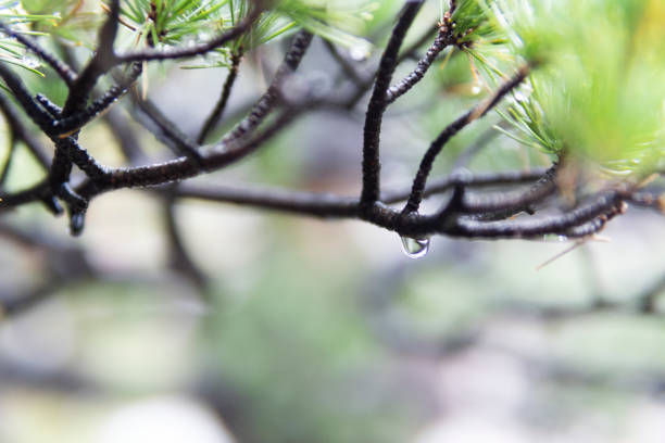 istock Raindrops hanging on pine needles after the rain 1313219446