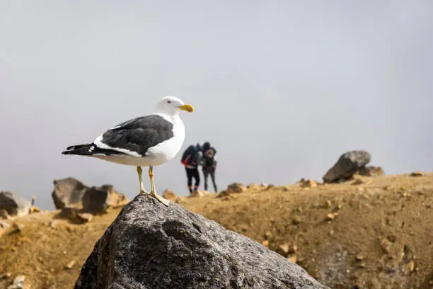 Blackback gull standing on rock on summit of mountain with unrecognisable couple in background on Tongariro Alpine Crossing, New Zealand.