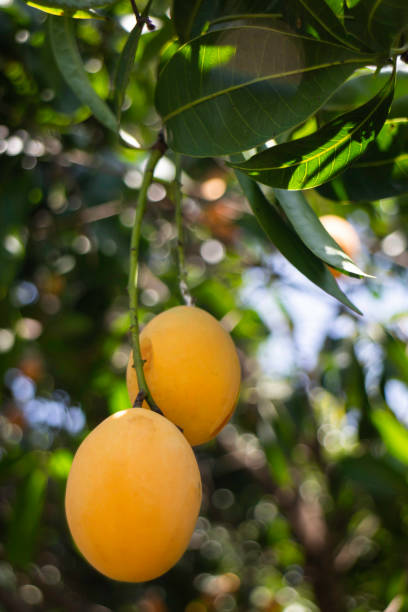 istock Sweet yellow marian plum tree 1313219472