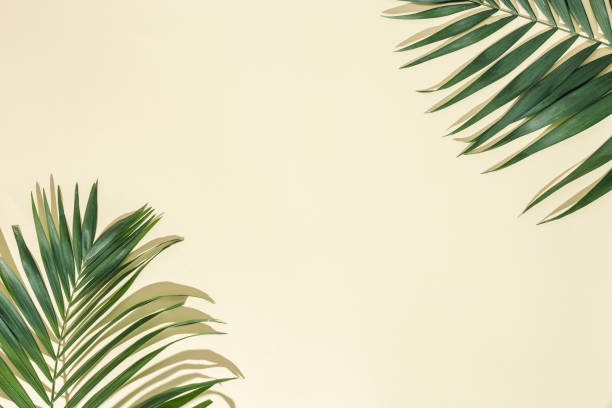 istock Natural green palm leaf with sun shade on light yellow. Summer minimal concept, beautiful daylight 1313219532