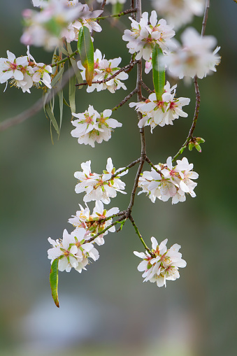 Springtime blossoms on a tree
