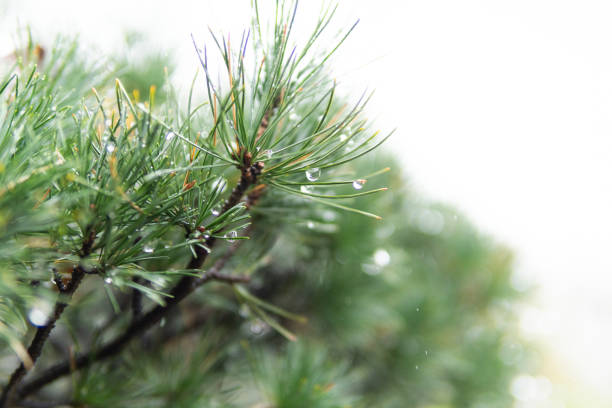 Photo of The pine needles with raindrops hanging after the rain