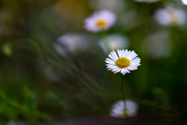 istock Erigeron karvinskianus 1313221445
